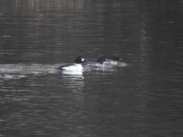 Ptasia Godzinka w Załęczańskim Parku Krajobrazowym, <p>Fot. K. Gara</p>